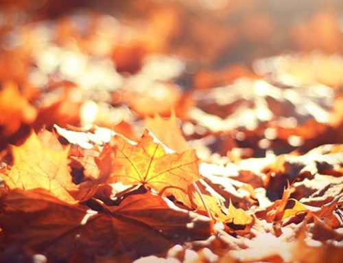 L’automne et le retour des feuilles mortes