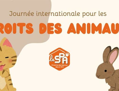 Journée internationale pour les droits des animaux